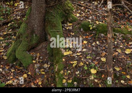 Racines d'arbres recouvertes de mousse visible à travers le sol dans la forêt d'automne Banque D'Images