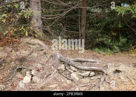 Racines d'arbre visibles à travers le sol en forêt Banque D'Images