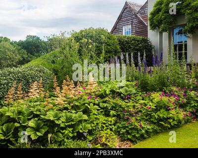 Rodgersia, Aconitum et Geranium psilostemon dans une frontière à la Maison du jardin, Buckland Monachorum, Devon Banque D'Images