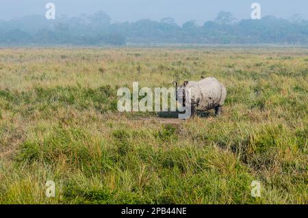 Rhinocéros indiens (Rhinoceros unicornis) marchant dans l'herbe d'éléphant, Parc national de Kaziranga, Assam, Inde, Asie Banque D'Images
