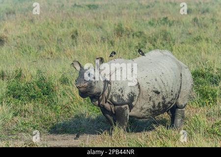 Rhinocéros indiens (Rhinoceros unicornis) avec des myna, parc national de Kaziranga, Assam, Inde, Asie Banque D'Images