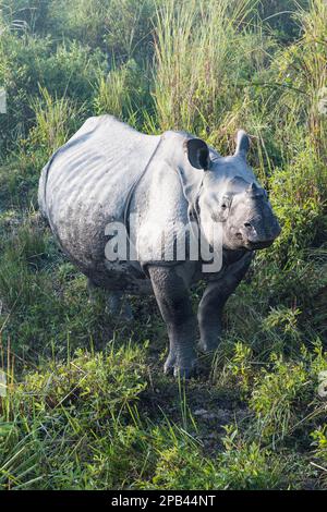 Indian rhinoceros (Rhinoceros unicornis) in elephant grass, Kaziranga National Park, Assam, India, Asia Stock Photo