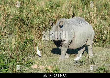 Rhinocéros indiens (Rhinoceros unicornis) avec l'aigrette de bétail (Bubulcus ibis) et les oiseaux de myna, Parc national de Kaziranga, Assam, Inde, Asie Banque D'Images