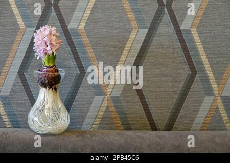 Jacinthe rose en fleur dans un vase en verre sur fond d'écran gris élégant avec motif géométrique. Copier l'espace sur le côté droit, concept romantique. Banque D'Images