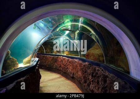 Tunnel à poissons dans l'aquarium de Sylt, Westerland, Sylt, îles de la Frise du Nord, Frise du Nord, Schleswig-Holstein, Allemagne, Europe Banque D'Images