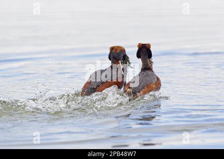 Paire adulte de grebe corné (Podiceps auritus), plumage de reproduction, dans la danse des mauvaises herbes en cour sur le lac, lac Myvatn, Islande, Europe Banque D'Images