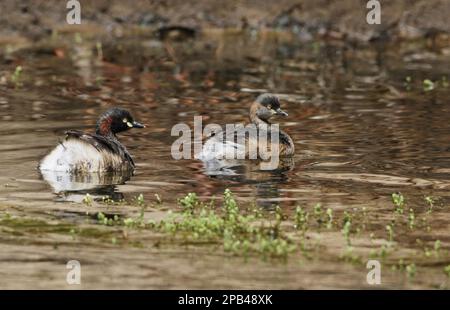 Grebe Australasien (Tachybaptus novaehollandiae), Grebe Australasien, animaux, oiseaux, Grebe, Austraulasian Grebe adulte paire, natation, Ormiston gorge, Banque D'Images