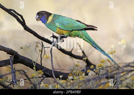 Col rond australien (Barnardius zonarius zonarius zonarius) de la sous-espèce Port Lincoln, adulte, se nourrissant de têtes de fleurs sèches, gorge Ormiston, West MacDonnell N. P. Banque D'Images