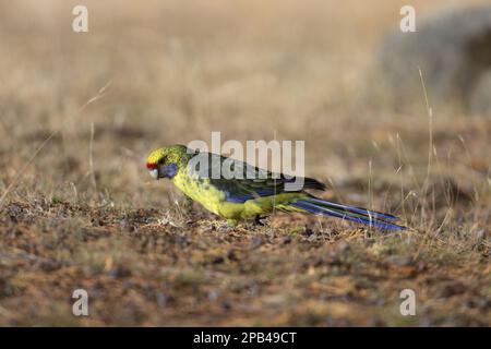 Rosella vert (Platycercus caledonicus), Parakeets à ventre jaune, endémique, perroquets, Parakeets à queue plate, Perruches, animaux, oiseaux, rose verte a Banque D'Images