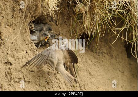 Sand Martin (Riparia riparia) adulte paire nourrissant des poussins, à l'entrée du nesthole à Sandbank, River Dove, Staffordshire, Angleterre, Royaume-Uni, Europe Banque D'Images