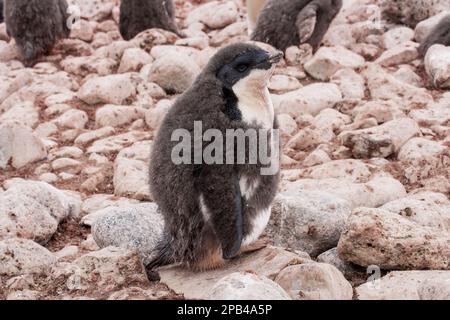 Adelie Penguin (Pygoscelis adeliae) poussin, moussant des plumes de duvet, debout dans la rookerie, île Paulet, péninsule antarctique, Antarctique Banque D'Images