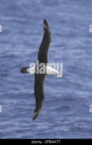 Albatros de Campbell (Thalassarche impavida), adulte, fuyant en mer, au large de la Nouvelle-Zélande Banque D'Images