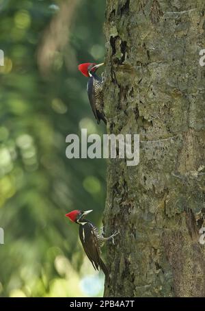 Pic lacéré (Dryocopus lineatus similis), paire d'adultes, accroché au tronc d'arbre, jardin botanique de Lancetilla, Honduras, Amérique centrale Banque D'Images