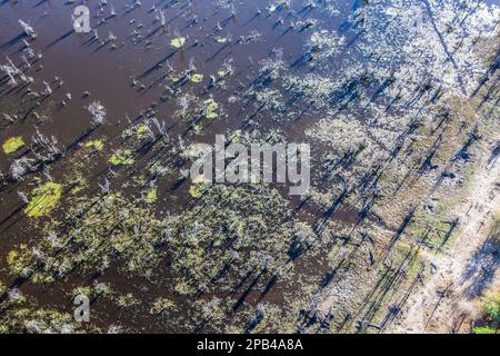 Vue aérienne sur la campagne, les chemins pour animaux, les arbres et les prairies verdoyantes du delta de l'Okavango. Okavango Delta, Botswana, Afrique Banque D'Images