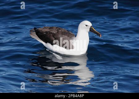 Albatros à nez jaune indien (Thalassarche carteri) adulte, au repos en mer, Woollongong, Nouvelle-Galles du Sud, Australie, Océanie Banque D'Images