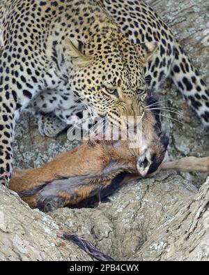 Léopard africain (Panthera pardus pardus) adulte, se nourrissant sur le Wildebeest bleu (Connochaetes taurinus albojubatus) mort de veau dans l'acacia arbre sur savane, S Banque D'Images