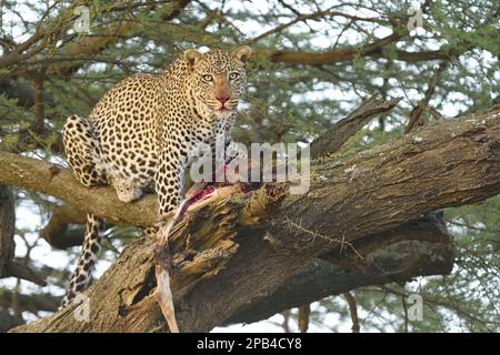 Léopard africain (Panthera pardus pardus) adulte, se nourrissant sur le Wildebeest bleu (Connochaetes taurinus albojubatus) mort de veau dans l'acacia arbre sur savane, S Banque D'Images