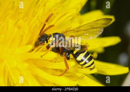 Gooden's Nomad Bee (Nomada goodeniana) adulte femelle, se nourrissant en pissenlit fleur, Powys, pays de Galles, Royaume-Uni, Europe Banque D'Images