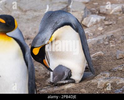 King Penguin s'occupant de sa poussette sur ses pieds ou de ses palmes à Bluff Cove sur les îles Falkland Banque D'Images