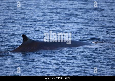 Rorqual commun, rorquals communs (Balaenoptera physalus), baleines blanches, mammifères marins, mammifères, animaux, Baleines, rorquals communs, adultes, surfaçage, Erik Eriksenstrete Banque D'Images