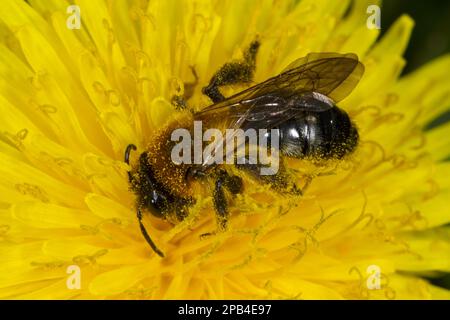 Abeille minière à patchée grise (Andrena nitida) adulte femelle, se nourrissant de la fleur de pissenlit, Powys, pays de Galles, Royaume-Uni, Europe Banque D'Images