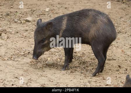 Peccari angulatus, Peccary à collier, Javelina, peccaries à collier (Tayassu tajacu) Javelinas, Pig ombilical, Pigs ombilical, Pecari, Pecaris, Ongulés Banque D'Images