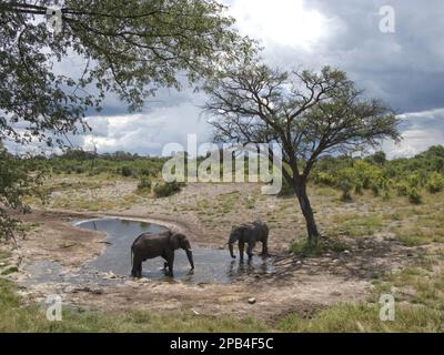 Éléphants d'Afrique, éléphants, mammifères, animaux, deux éléphants d'afrique au trou d'eau Banque D'Images