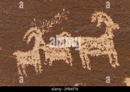 Ute Rock Art, pétroglyphes amérindiens en grès, représentant un cheval stylisé et un cavalier entouré de mouflons, sculptés entre 1650 et 185 Banque D'Images
