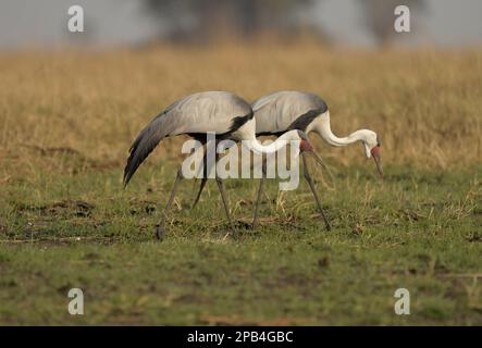 Grue à suspension, grues à suspension (Bugeranus carunculatus) grue, oiseaux, animaux, grue à suspension paire adulte, fourragère, marche sur plaine herbeuse, Kafue N. P. Banque D'Images