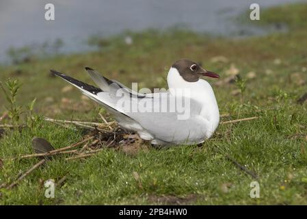 Guette à tête noire (Chericocephalus ridibundus) adulte, plumage reproducteur, avec poussins âgés de trois jours, assis sur un nid au bord de l'eau dans le marais, Norfolk Banque D'Images