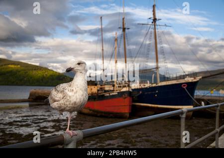 Goéland argenté (Larus argentatus) juvénile, premier plumage d'hiver, debout sur une jambe, sur des rampes dans le port, Inveraray, Loch Fyne, Argyll, Écosse, U Banque D'Images