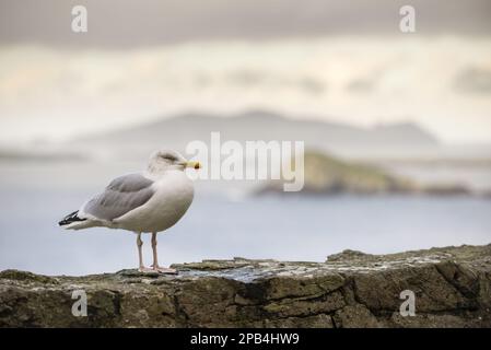 Goéland argenté (Larus argentatus) adulte, plumage non reproductrice, debout sur le mur côtier, Slea Head, péninsule de Dingle, comté de Kerry, Irlande, Europe Banque D'Images