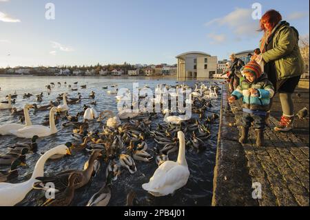 Le cygne de Whooper (Cygnus cygnus), le canard colvert (Anas platyrhynchos) et l'oie des graylag (Anser anser) se mélangent et se nourrissent de personnes sur un lac partiellement gelé Banque D'Images