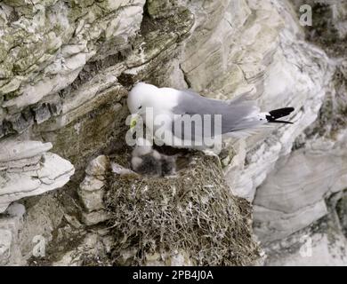 Larus tridactylus, Kittiwake, mouettes, animaux, oiseaux, Kittiwake à pattes noires (Rissa tridactyla) adulte, plumage de reproduction, poussin en ne Banque D'Images