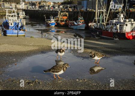 Ruddy Ruddy turnstone (Arenaria interprés) adulte, plumage non reproductrice, debout dans la flaque sur le quai, Whitstable Harbour, Whitstable, Kent, Angleterre, Uni Banque D'Images