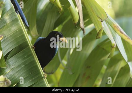 Yucatan jay (Cyanocorax yucatanicus) immature, assis sur la façade de la banane, péninsule du Yucatan, Mexique, Amérique centrale Banque D'Images