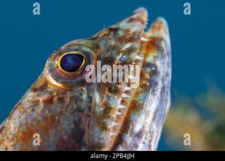Poisson-zardfish Varigé (Synodus variegatus) adulte, gros plan de la tête, détroit de Lembeh, Sulawesi, îles Sunda, Indonésie, Asie Banque D'Images
