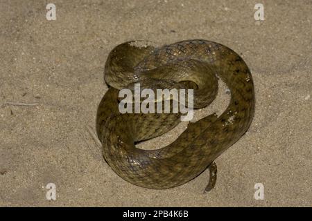 Autres animaux, reptiles, serpents, animaux, Couleuvre nocturne malgache à oeil de chat (Madagascar colubrinus) Banque D'Images