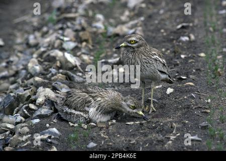 Couvre-feu en pierre (Burhinus oedicnemus), en faisant des vagues de pierres tout en étant assis sur le nid Banque D'Images