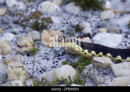 Serpent crocheté de Madagascar, serpent crocheté de Madagascar, autres animaux, reptiles, serpents, Animaux, serpent Hognose géant malgache Banque D'Images