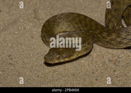 Autres animaux, reptiles, serpents, animaux, Couleuvre nocturne malgache à oeil de chat (Madagascar colubrinus) Banque D'Images