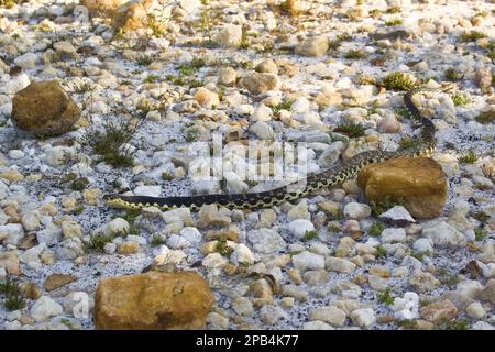 Serpent crocheté de Madagascar, serpent crocheté de Madagascar, autres animaux, reptiles, serpents, Animaux, serpent Hognose géant malgache Banque D'Images