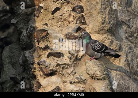 Pigeon sauvage (Columba livia) adulte, perchée sur la cathédrale, la cathédrale de Norwich, Norwich, Norfolk, Angleterre, Royaume-Uni, Europe Banque D'Images