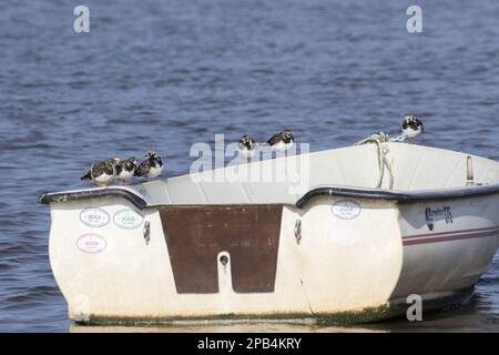 Pierres de tourniquet d'aviron reposant sur un bateau dans le port de Brancaster North Norfolk Banque D'Images