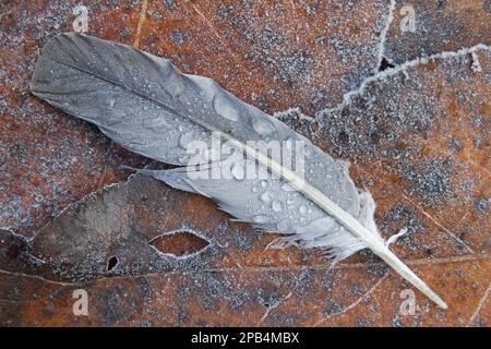 Plume de pigeon en bois commun (Columba palumbus), avec des gouttelettes d'eau, sur les feuilles d'automne recouvertes de gel, Berwickshire, Scottish Borders, Écosse, Unite Banque D'Images