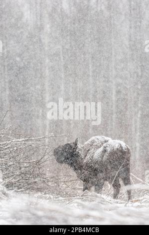 Bison européen (Bison bonasus), mâle adulte, se nourrissant de l'écorce des branches tombées dans la forêt enneigée pendant la chute de neige, Bialowieza N. P. Podlaskie Banque D'Images