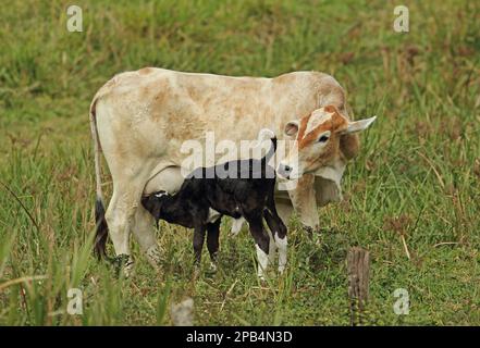 Bovins domestiques, Brahman, vache et veau, lactation, pâturage, Forêt tropicale de l'Atlantique, État de Rio de Janeiro, Brésil, Amérique du Sud Banque D'Images