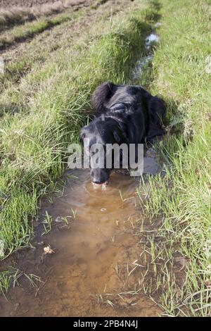 Chien domestique, plat-enduit retriever, variété noire, adulte, boire à partir de boueux fladdle au bord du champ, Angleterre, Royaume-Uni, Europe Banque D'Images