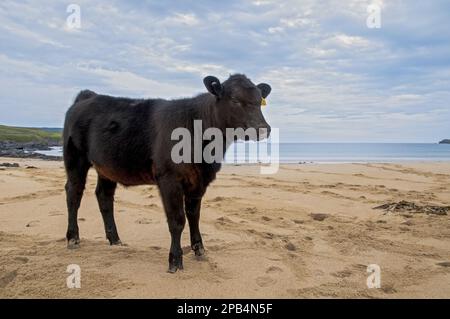 Bovins domestiques, veau de brave, debout sur la plage, baie de Balnakeil, Durness, Sutherland, Highlands, Écosse, Royaume-Uni, Europe Banque D'Images