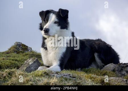 Chien domestique, border collie, chien de berger en activité, adulte, allongé sur la lande, Cumbria, Angleterre, Royaume-Uni, Europe Banque D'Images